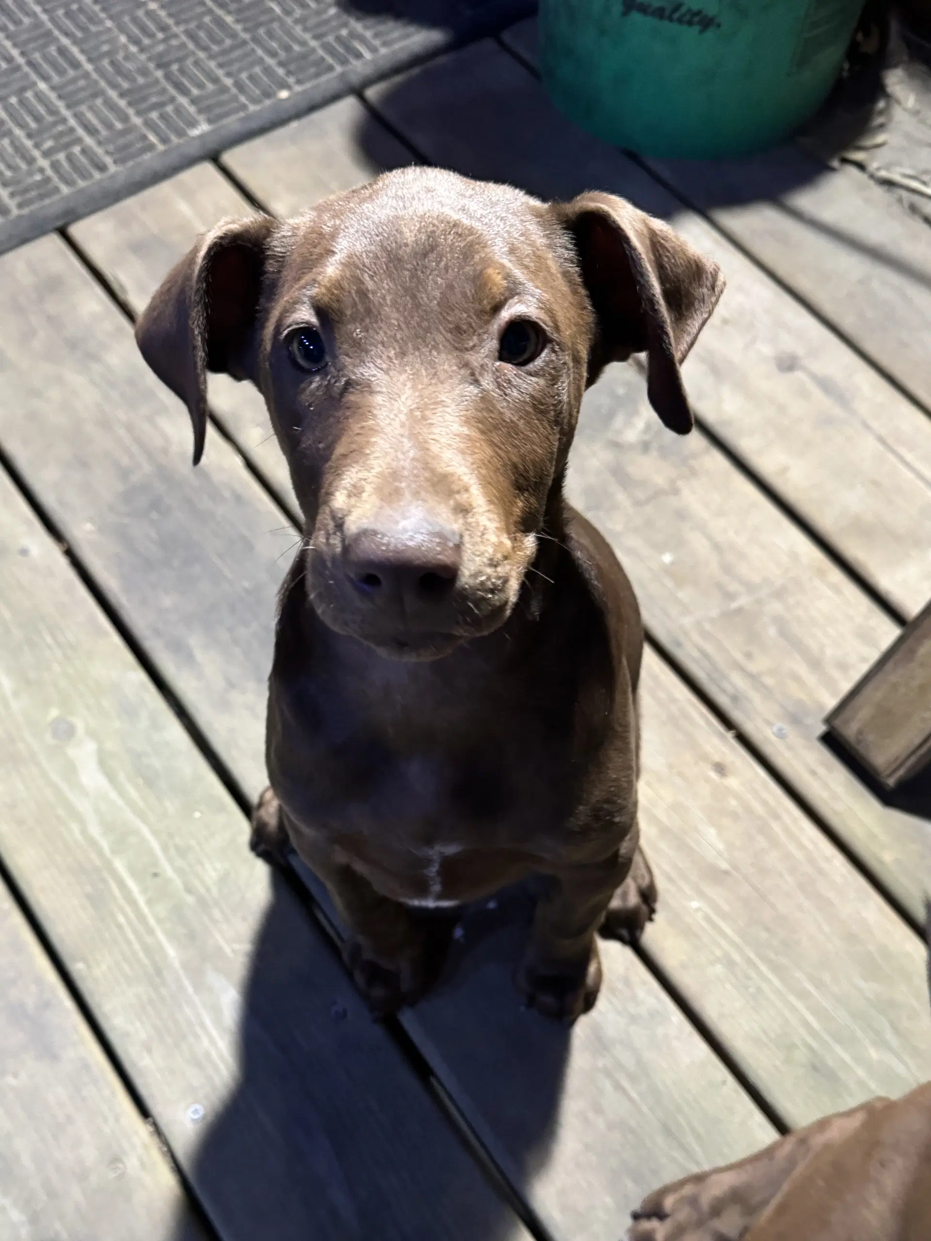 Sally image 4