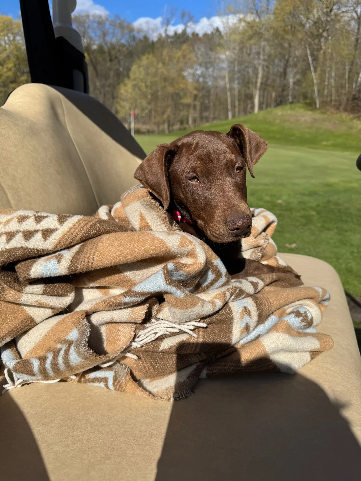 Sally - Doberman Pinscher