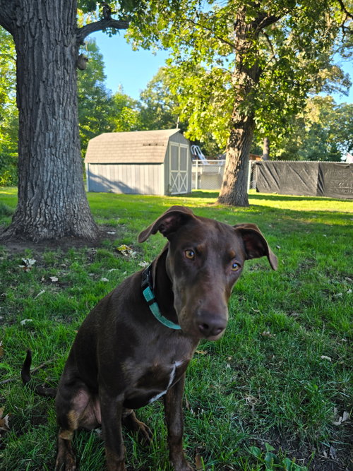 Sally, a Doberman Pinscher / Mixed (short coat)