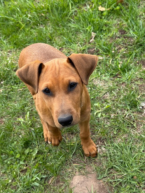Emmy, an adoptable Doberman Pinscher in Minneaoplis, MN