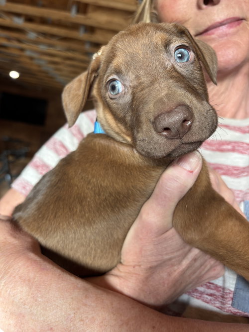 Otis, an adoptable Doberman Pinscher in Minneaoplis, MN