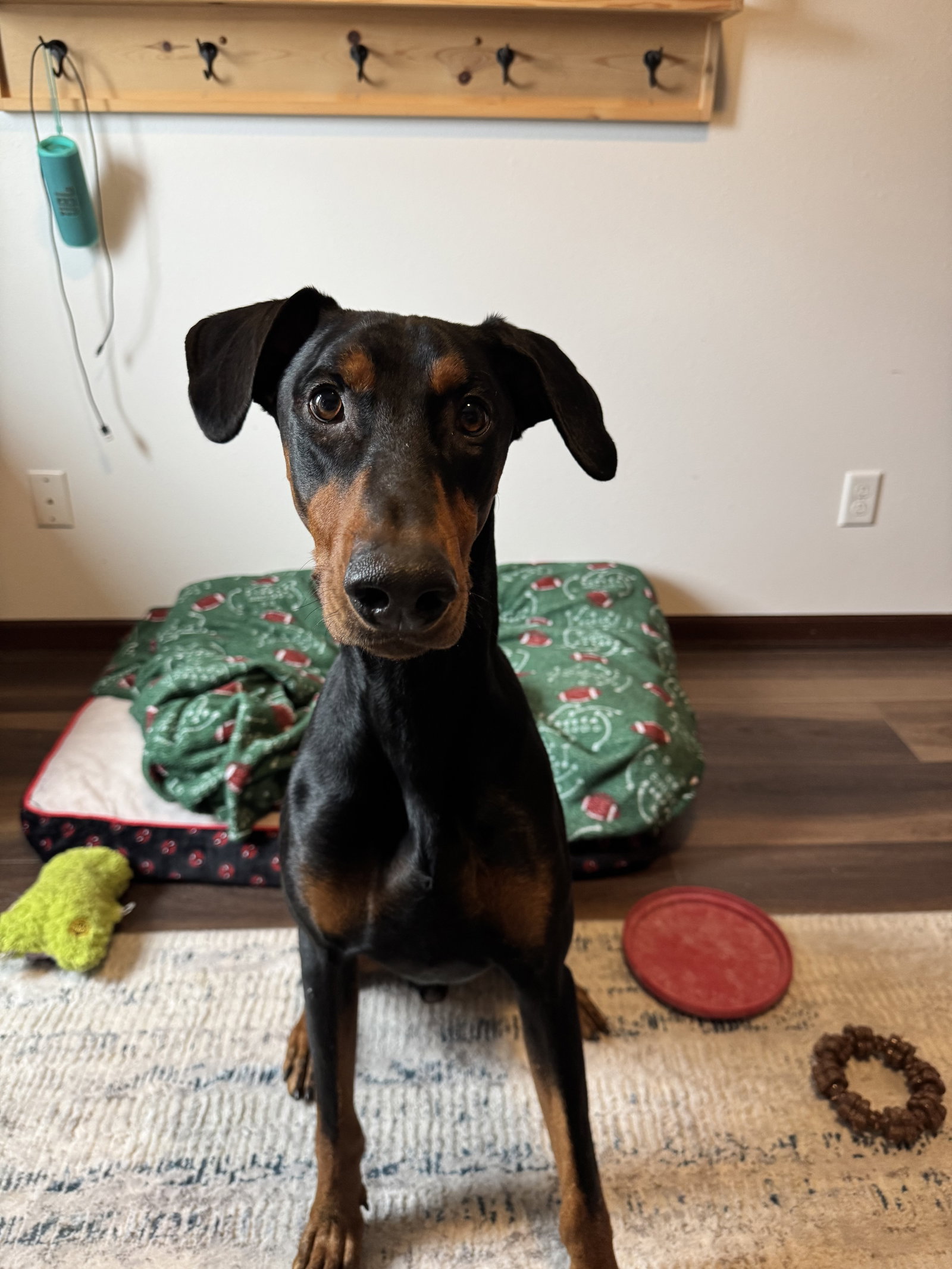 Maxwell