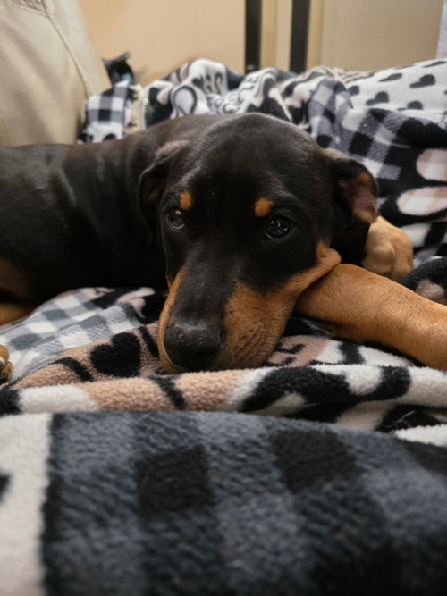 Leo(puppy), an adoptable Doberman Pinscher in Minneaoplis, MN