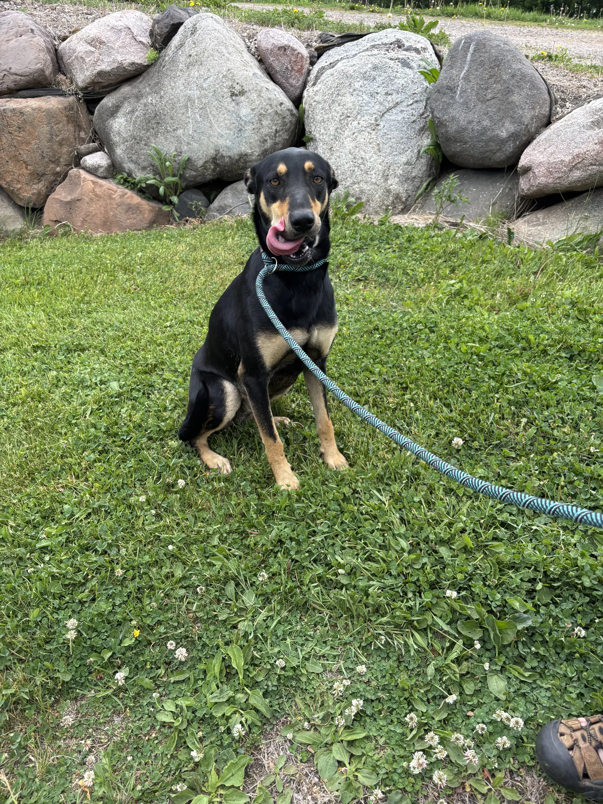Mimi - Doberman Pinscher