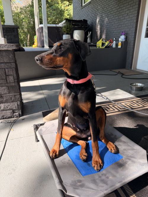 Nyx, an adoptable Doberman Pinscher in Minneaoplis, MN