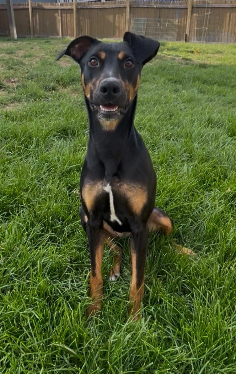 Daphne