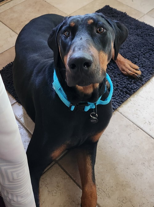 Phillip, an adoptable Doberman Pinscher in Minneaoplis, MN