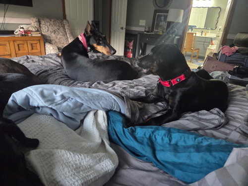 Dash photo 4