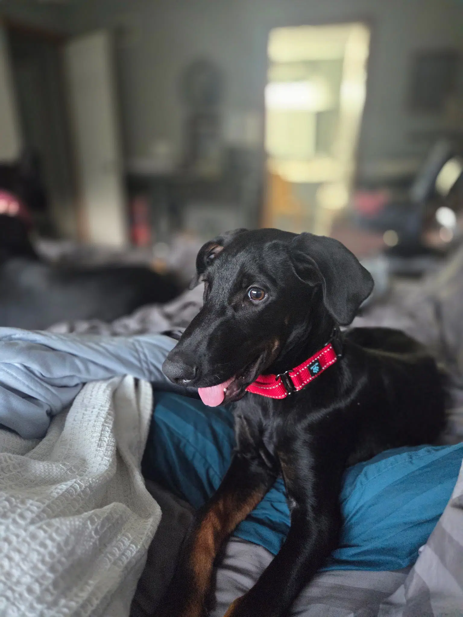 Smooth - Doberman Pinscher