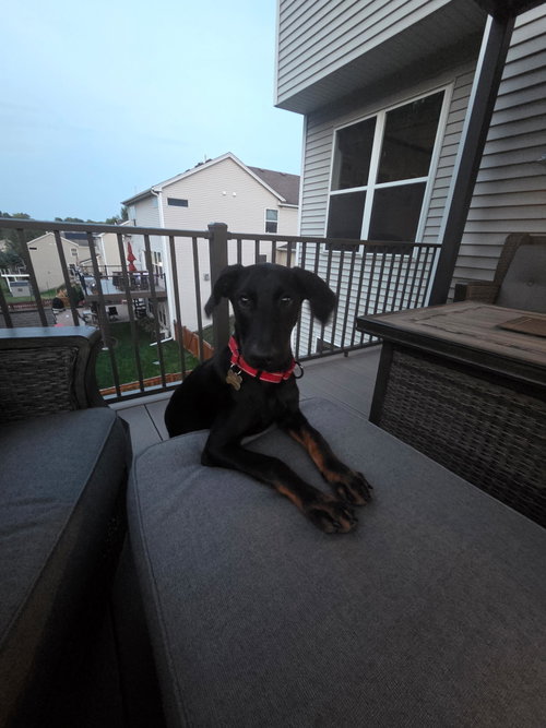 Dash photo 3