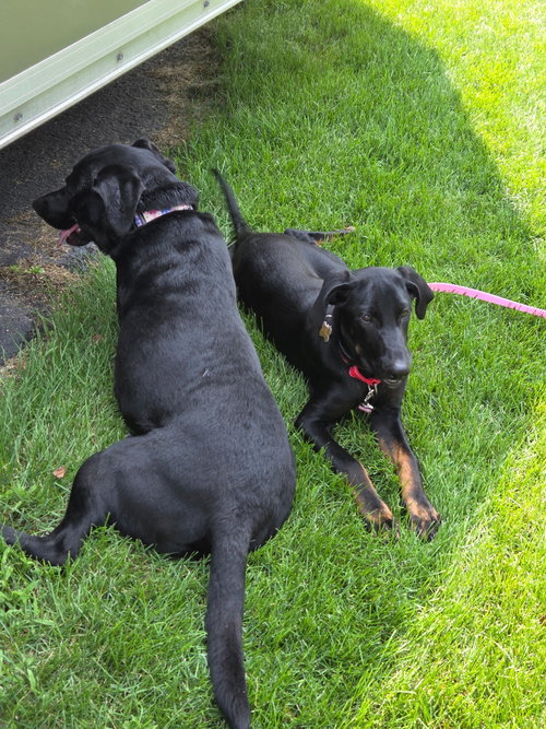 Dash photo 2