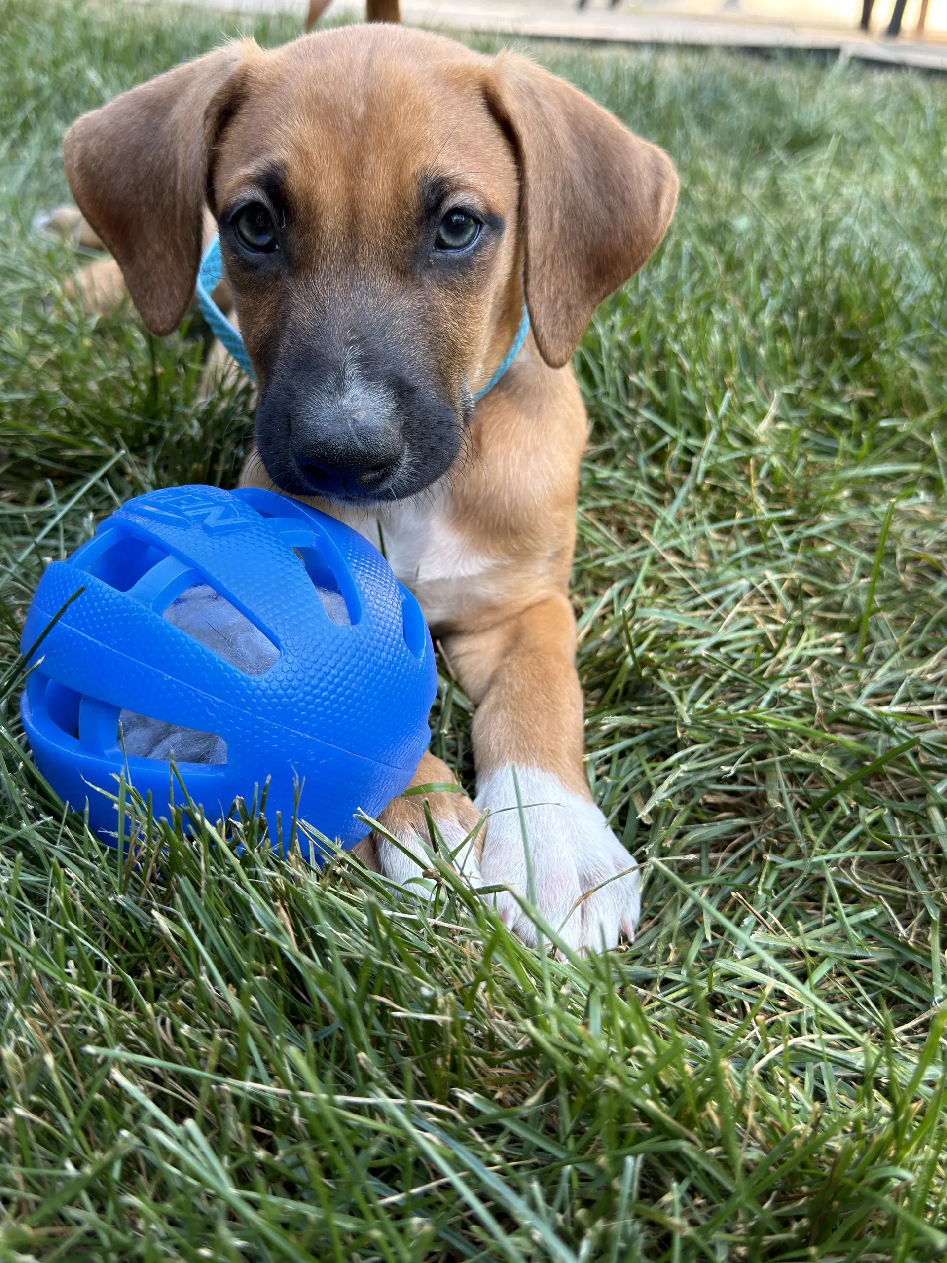 Griffin - Doberman Pinscher