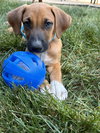 Griffin, a Doberman Pinscher / Mixed (short coat)