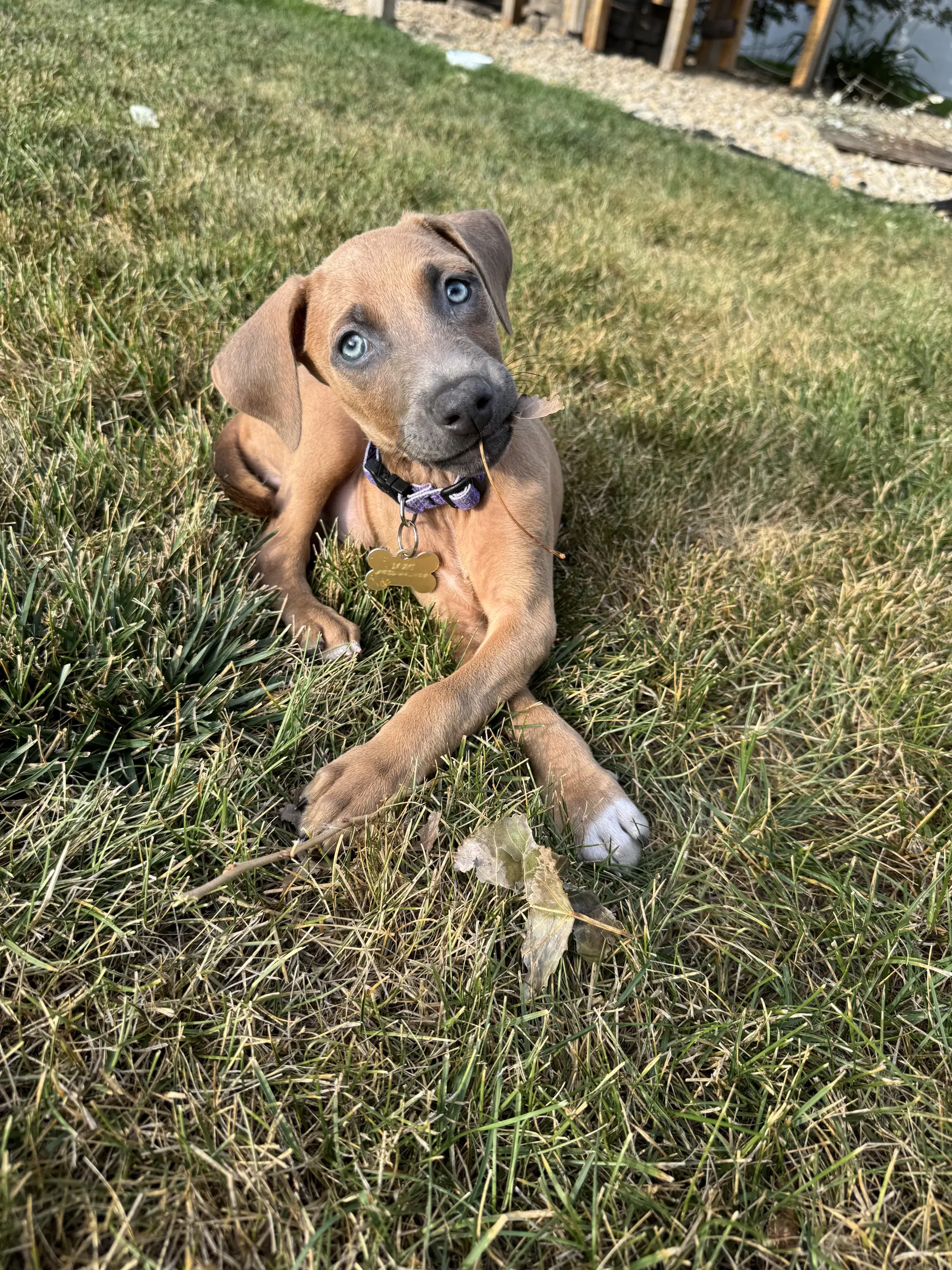 Drekker - Doberman Pinscher