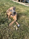 Drekker, a Doberman Pinscher / Mixed (short coat)