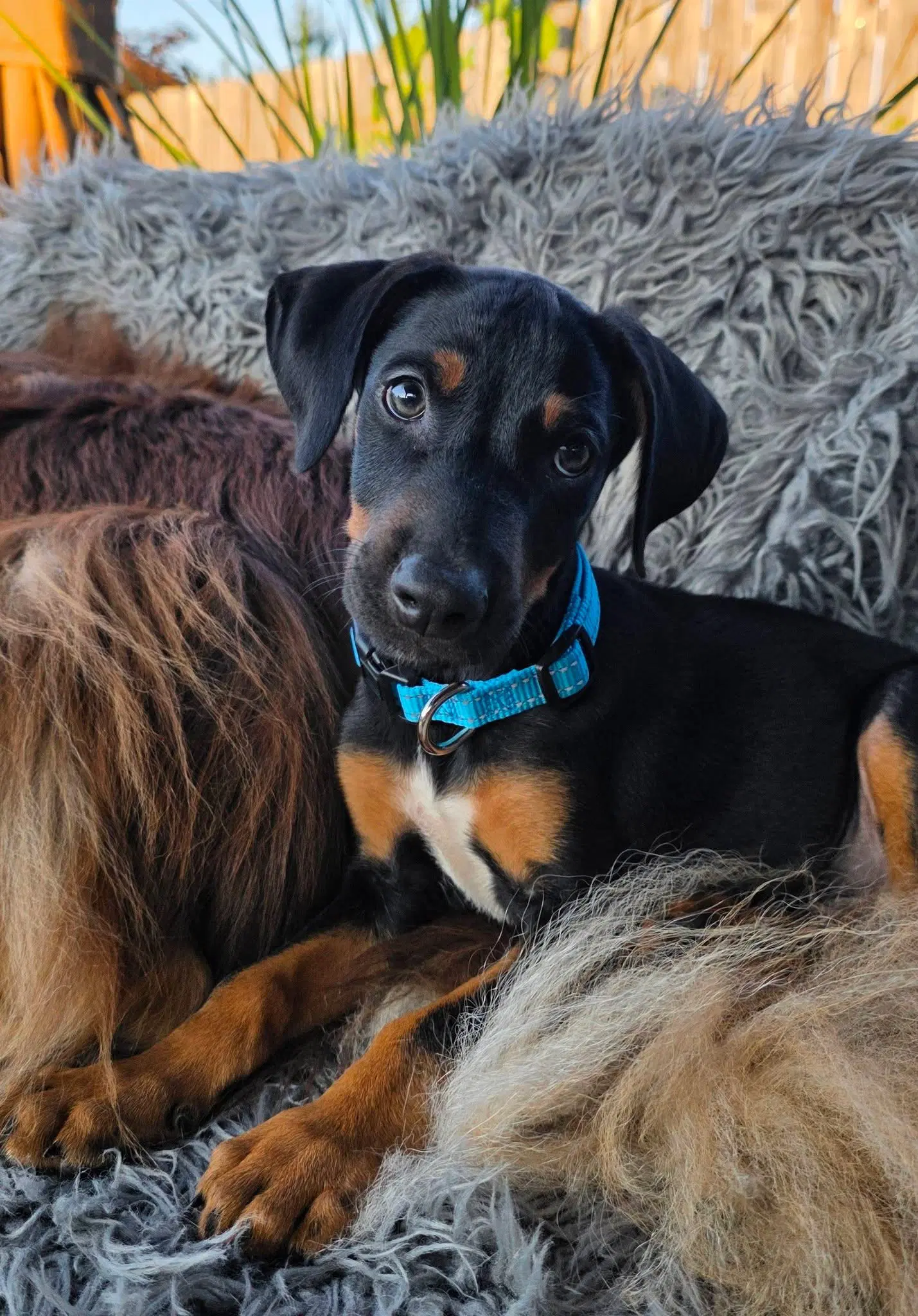 Marty - Doberman Pinscher
