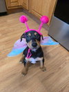 Maple, a Doberman Pinscher / Mixed (short coat)