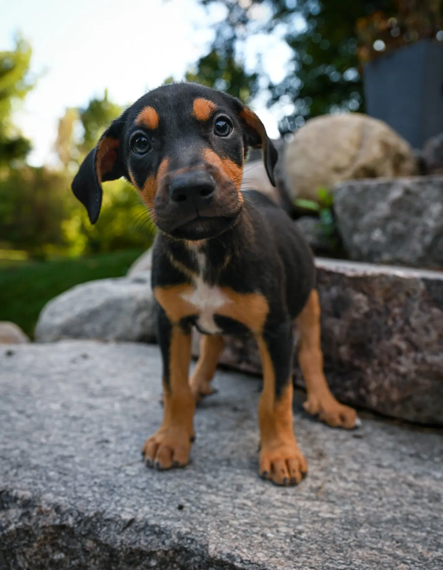 Kieran - Doberman Pinscher