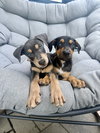 Kieran, a Doberman Pinscher / Mixed (short coat)