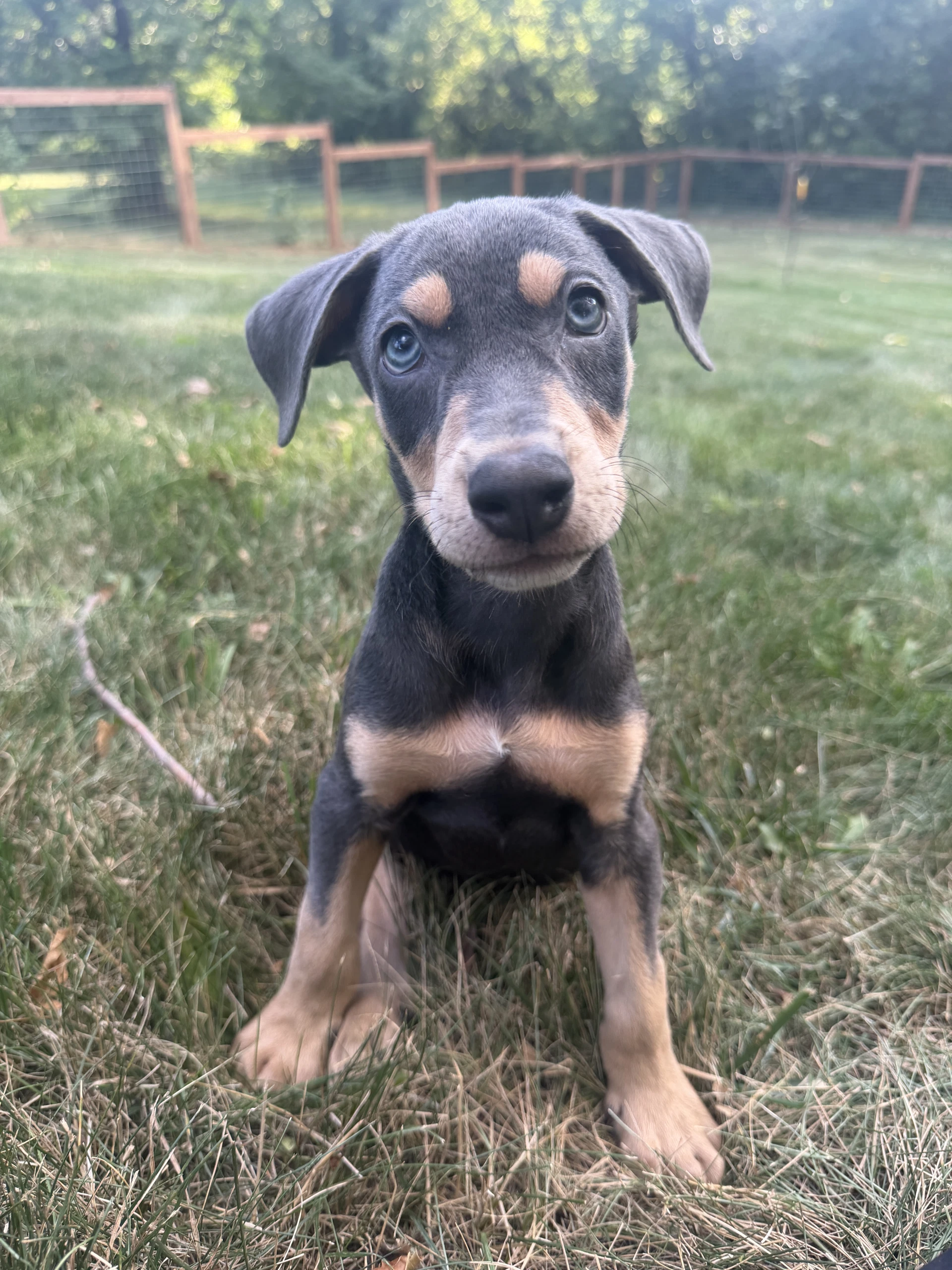Ronan