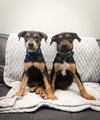 Ronan, a Doberman Pinscher / Mixed (short coat)