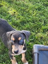 Bravo, a Doberman Pinscher / Mixed (short coat)
