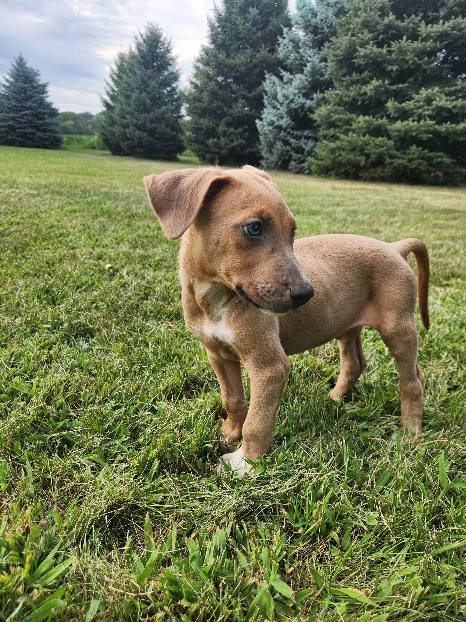 Tango - Doberman Pinscher