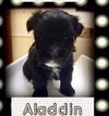 Aladdin aka Bear