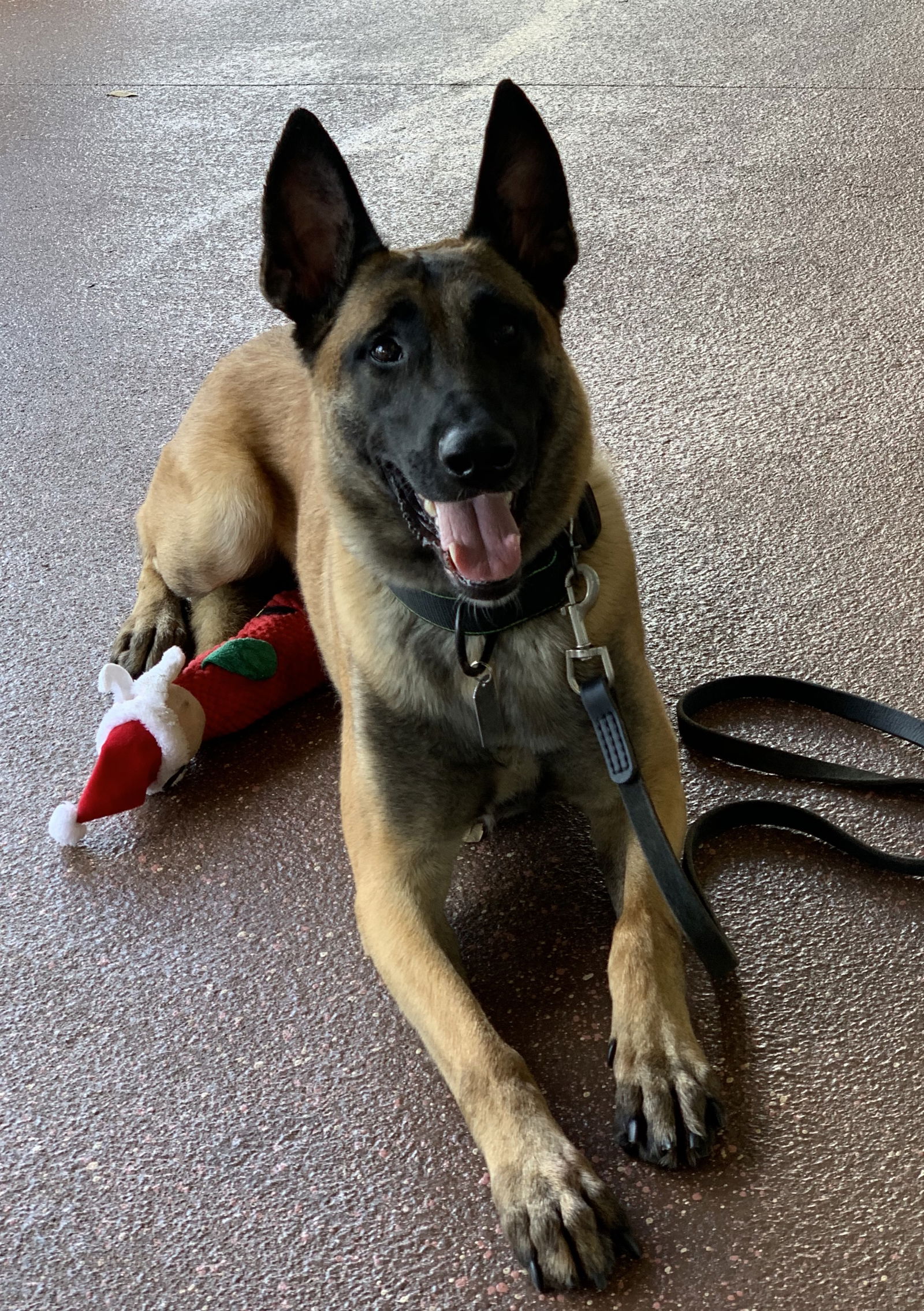 Breed Specific Conditioning: Belgian Malinois 