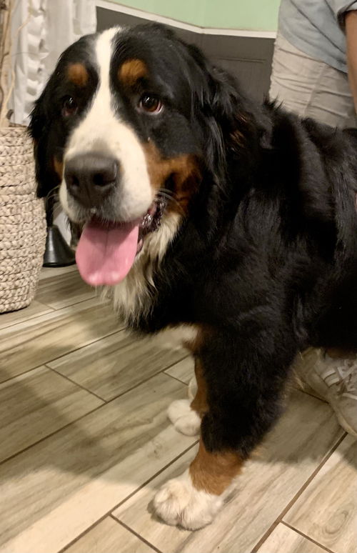 Winnie Bernese