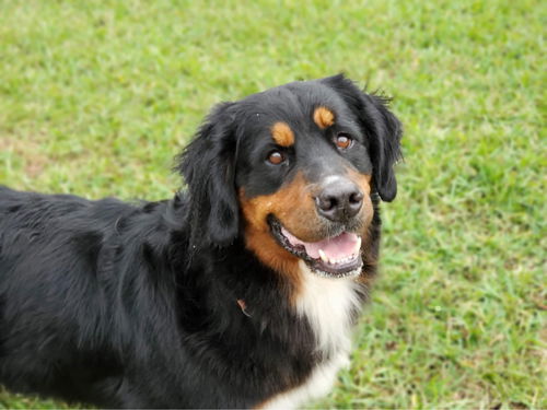 Natasha Bernese