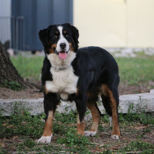 Willow Bernese