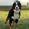 Willow Bernese