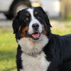 Willow Bernese