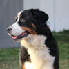 Willow Bernese