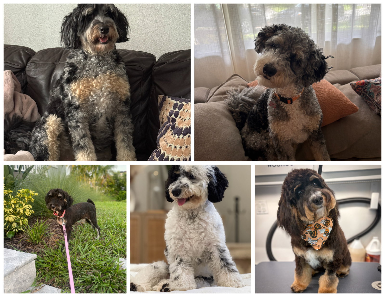 May Bernedoodles