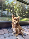 Cooper Roo