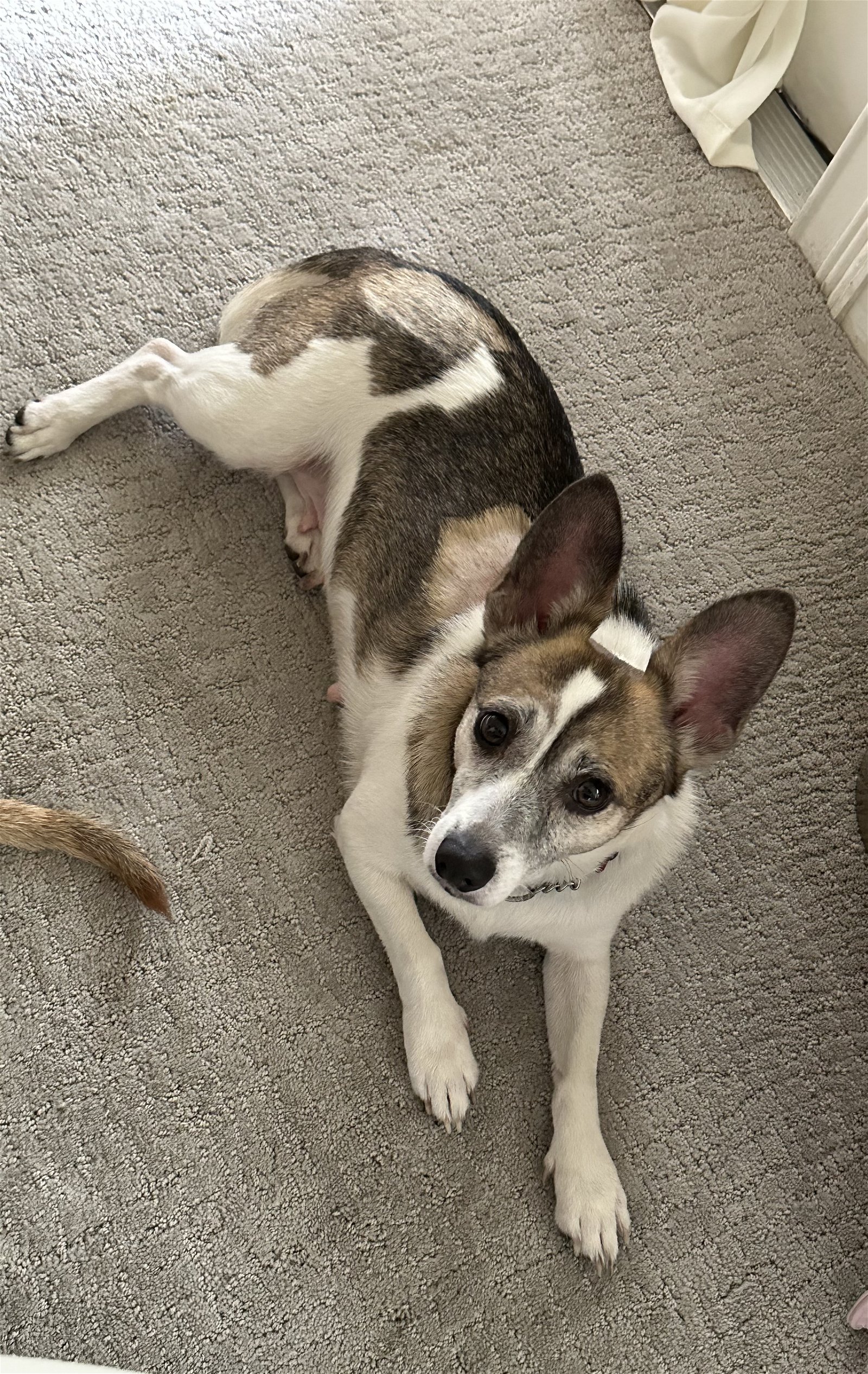 adoptable Dog in Valrico, FL named Julia