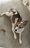 adoptable Dog in valrico, fl, FL named Julia