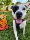 adoptable Dog in valrico, fl, FL named Mr Meaty