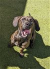 adoptable Dog in  named Riggs