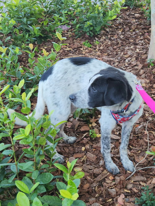 Dog for adoption - Hank, a Mixed Breed in Sarasota, FL