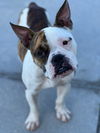 Louie Lowrider
