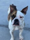 Louie Lowrider