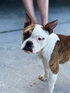 Louie Lowrider