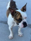 Louie Lowrider