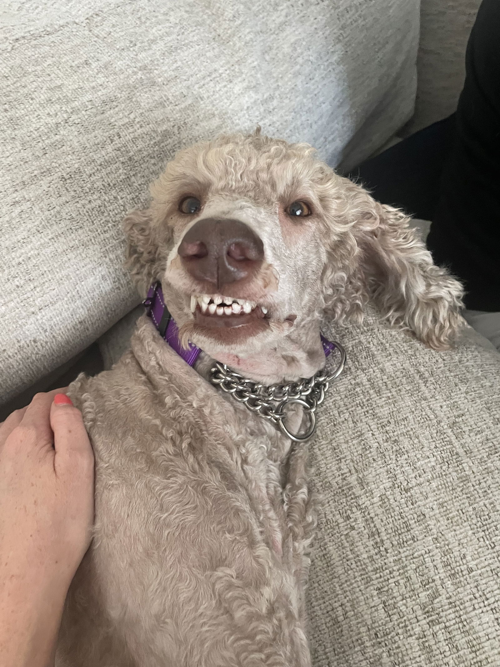 Dog for Adoption - Ellie Goulding, a Poodle (Miniature) in Kenneth City ...