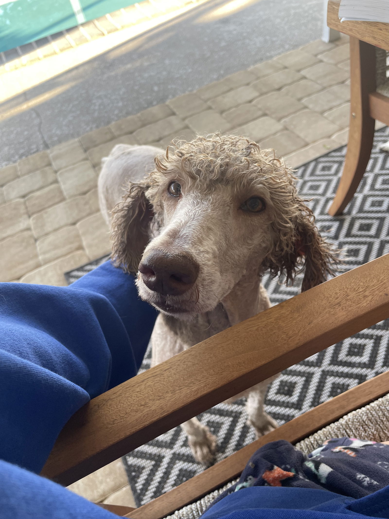 Dog for Adoption - Ellie Goulding, a Poodle (Miniature) in Kenneth City ...