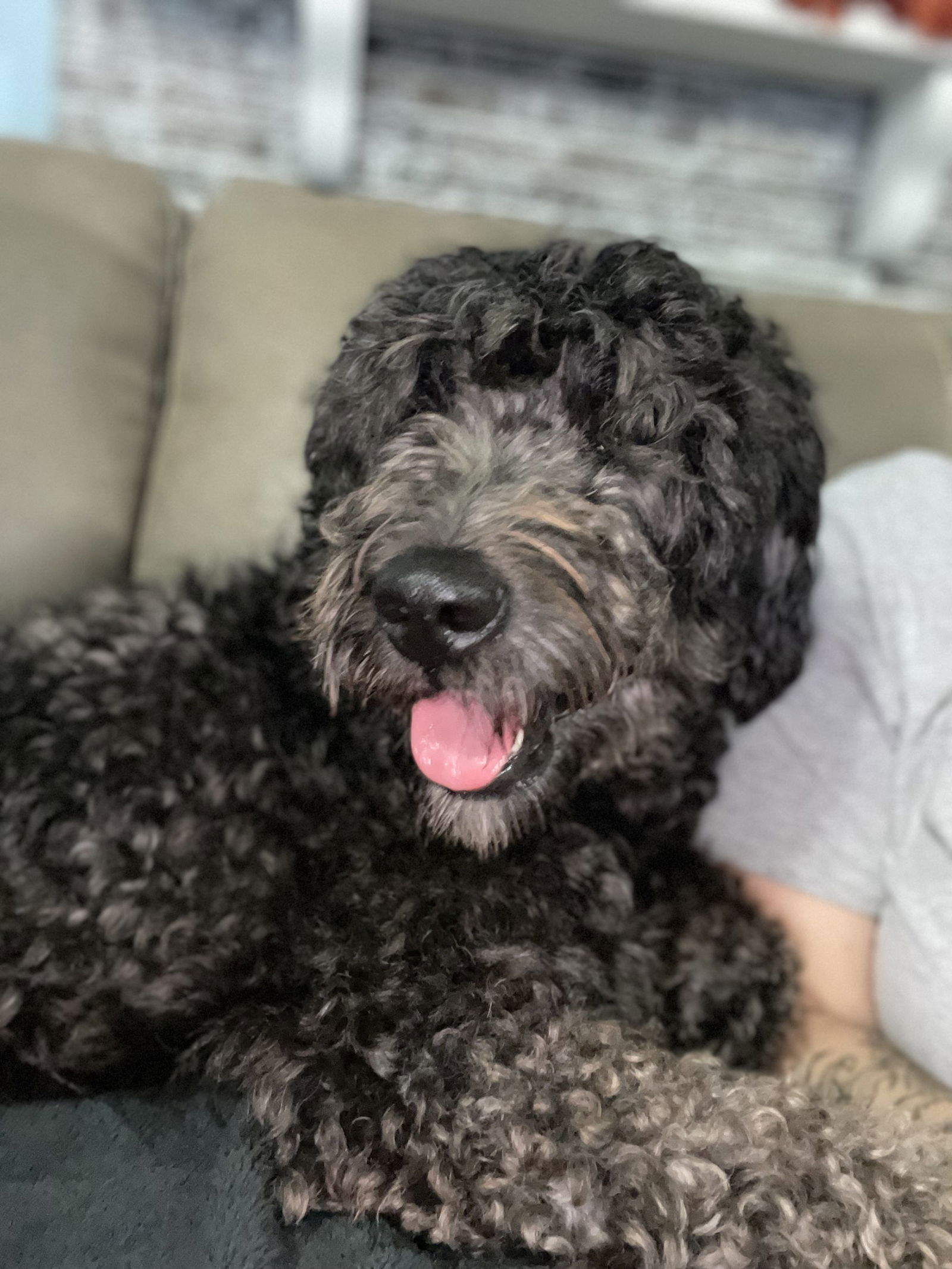 Dog for Adoption - Lucy, a Poodle (Standard) in Pinellas County, FL ...