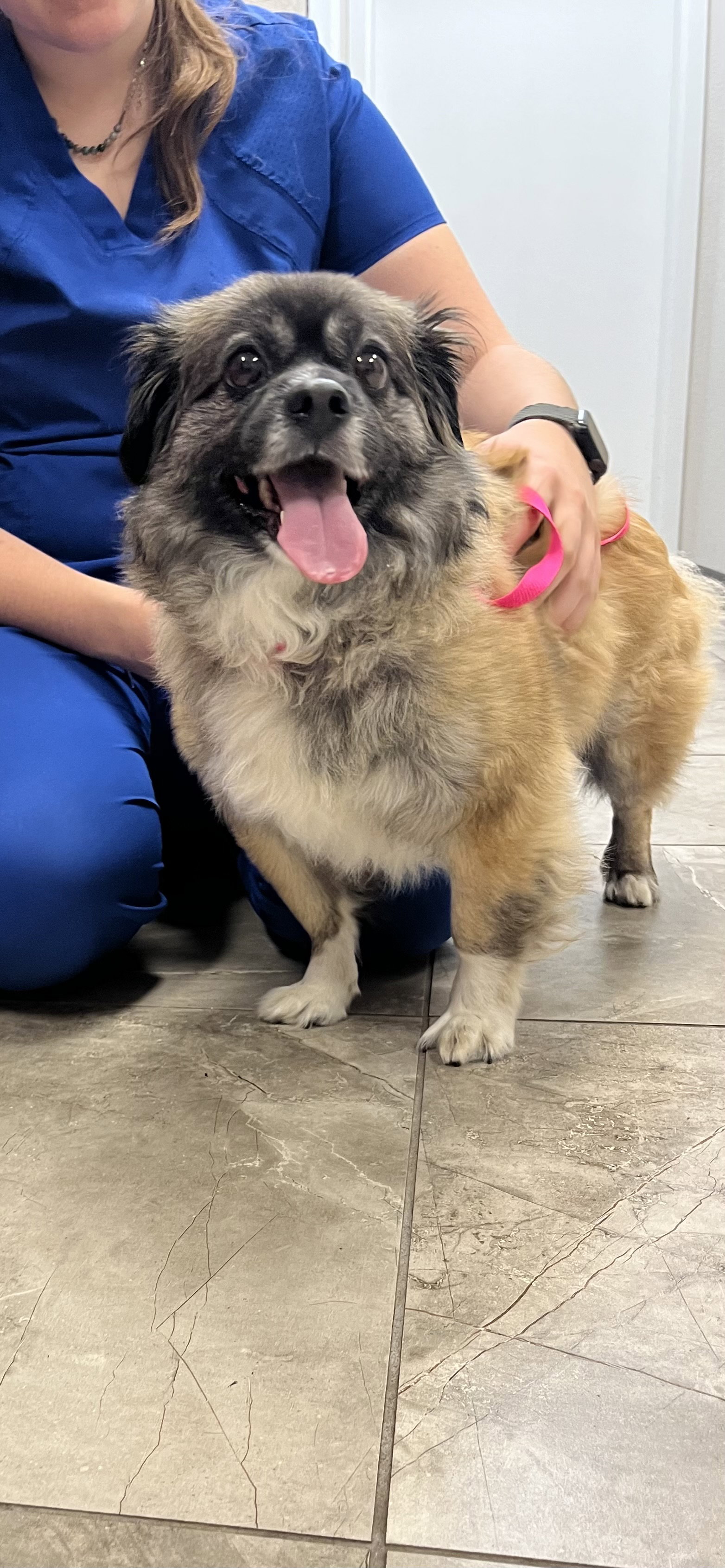 Dog for Adoption - Daisy, a Pekingese in Manatee County, FL | Alpha Paw